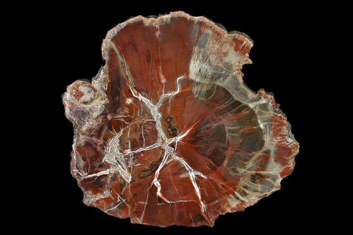Polished Petrified Wood (Araucaria) Round - Arizona #150038